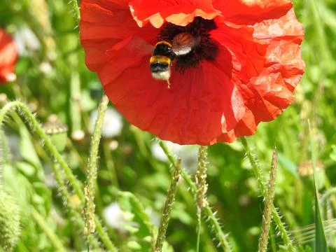 Bee on a poppy Stock Photos