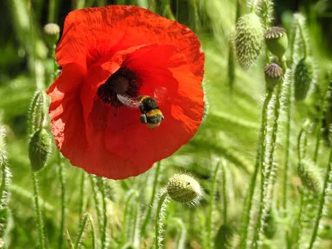 Bee on a poppy Stock Photos