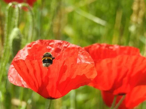 Bee on a poppy Stock Photos