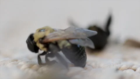 Bee population decline dying bees. Close up bees fighting to survive. Stock Footage 291363933