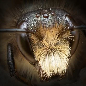 Bee Portrait Big Stock Photos