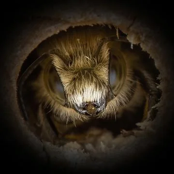 Bee Portrait Cute Stock Photos