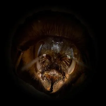 Bee Portrait Dark Stock Photos