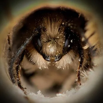 Bee Portrait Small Stock Photos