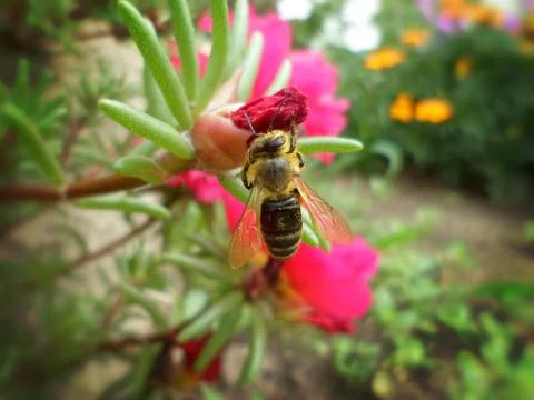 Bee on the portulaca bud Stockfoto's