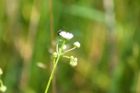 Bee on prairie fleabane in bloom with the focus to foreground Stock Photos