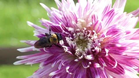 Bee on a Pretty Pink Flower Stock Footage 78283400