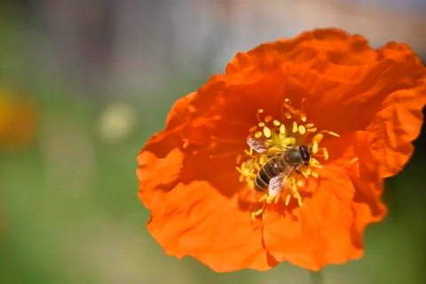 Bee in the process of pollination on the red poppy on a sunny day Stock Photos