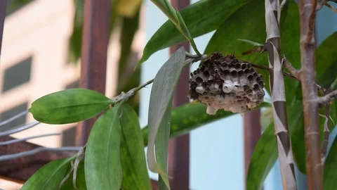 Bee protect hive on the tree branch Stock Footage 69816844