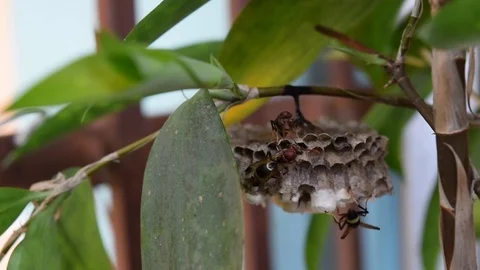 Bee protect hive on the tree branch Stock Footage 69816845