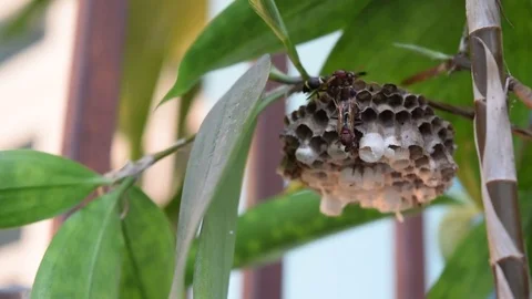 Bee protect hive on the tree branch Stock Footage 69816877