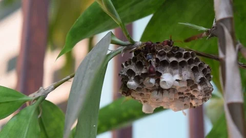 Bee protect hive on the tree branch Stock Footage 69816891