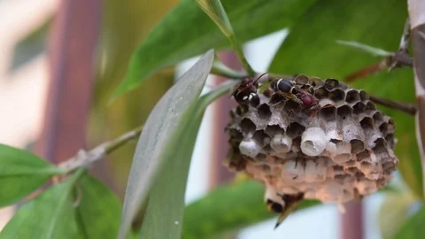 Bee protect hive on the tree branch Stock Footage 69816916