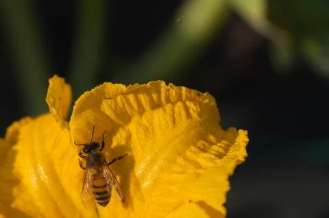 Bee in a pumpkin flower Stock Photos