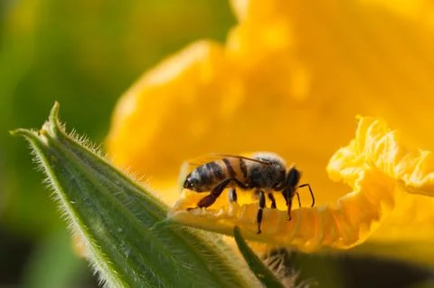 Bee in a pumpkin flower Stock Photos