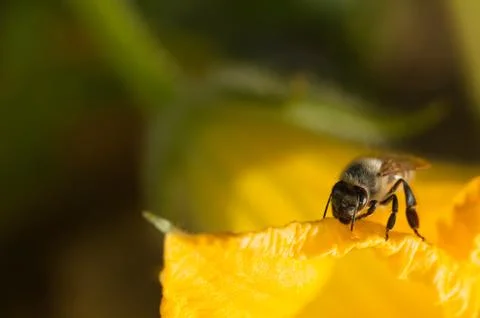 Bee in a pumpkin flower Stock Photos