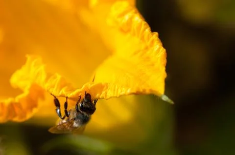 Bee in a pumpkin flower Foto stock