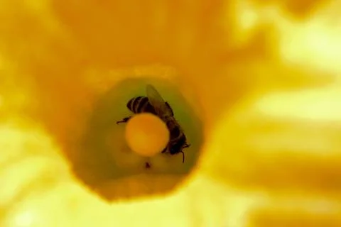 Bee in a pumpkin flower Stock Photos