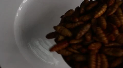 Bee pupa in dish Stock Footage 64578012