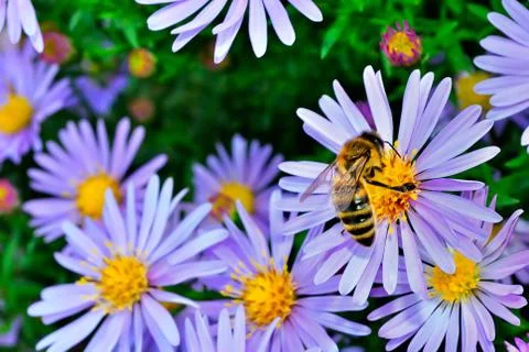 Bee on a purple aster 스톡 사진