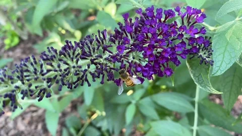 Bee on purple Butterfly bush Stock Footage