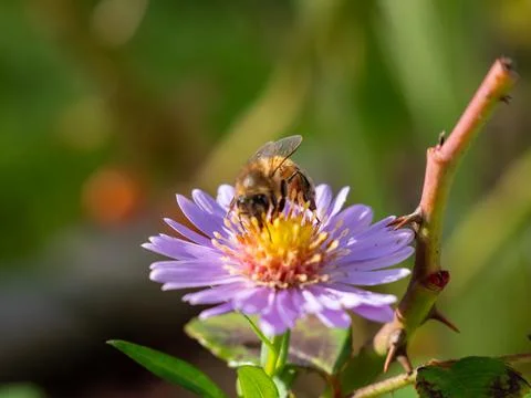 Bee on purple chamomile. Bee on chamomile. Stock Photos