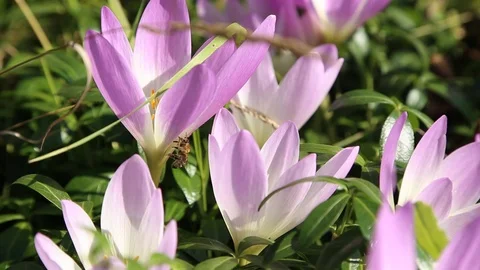 Bee in purple colchicum flovers Stock Footage