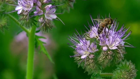 Bee on Purple Flower 1 Stock Footage 114670912