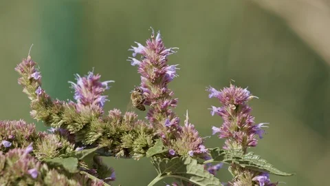 Bee Purple Flower 2 - Graded Rec709 WDR Stock Footage