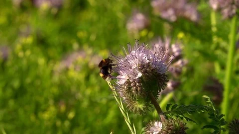 Bee on Purple Flower 3 Stock Footage 114671167