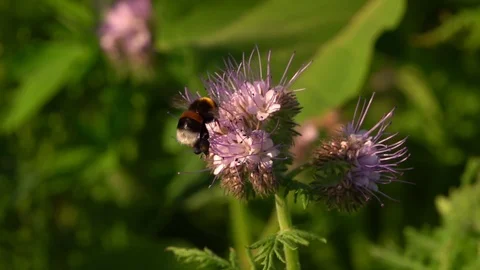 Bee on Purple Flower 4 Stock Footage 114671014