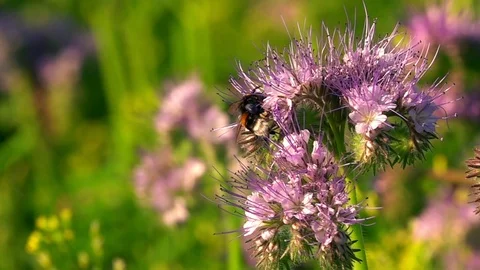 Bee on Purple Flower 5 Stock Footage 114671193