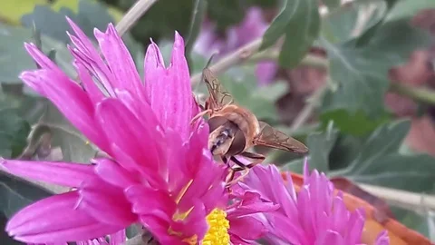 Bee on purple flower close-up. The bee pollinates a pink flower macro Stock Footage 101077616