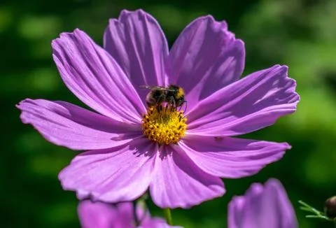Bee on purple flower close up in summer with green background. Stock Photos