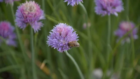 Bee on purple flower closeup Stock Footage 134960863