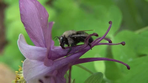 Bee on purple flower Stock Footage 1184090