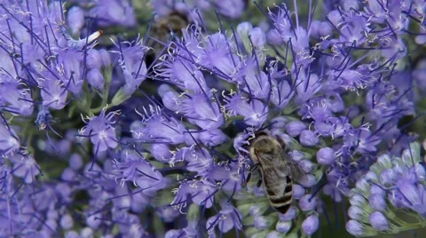 Bee on the purple flower Stock Footage 59964445