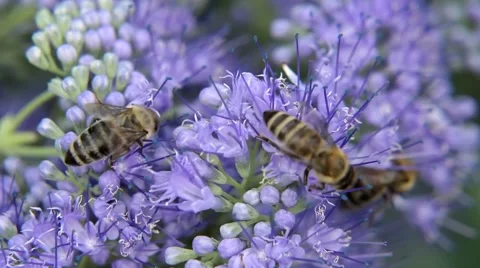 Bee on the purple flower 스톡 동영상 59965163