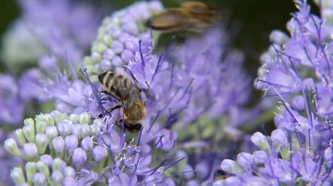 Bee on the purple flower Stock Footage 59965620