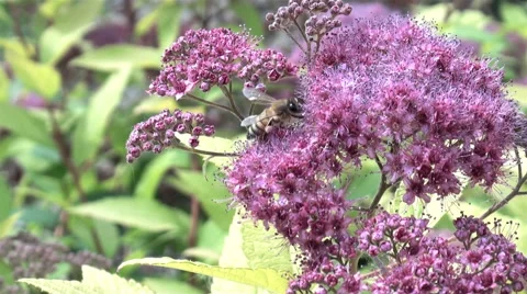 Bee on the purple flower Stock Footage 68560019