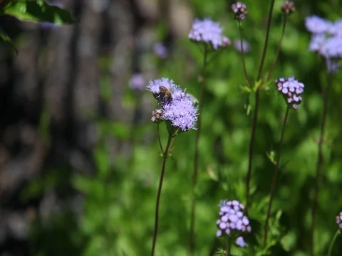 Bee of a purple flower. Stock-Footage 75373343
