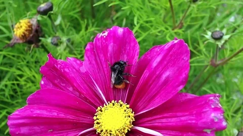 Bee on a purple flower 库存影片 81970144