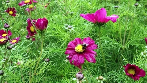 Bee on a purple flower Stock Footage 81970662