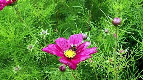 Bee on a purple flower Stock Footage 81971361