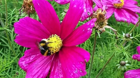 Bee on a purple flower Stock Footage 81971769