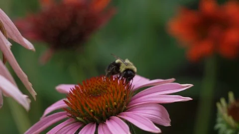 Bee on purple flower Stock Footage 92669203