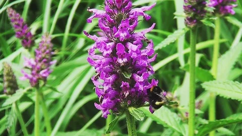 Bee on purple flower Video stock 96189294