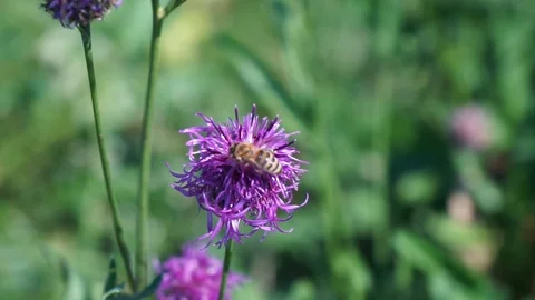 Bee on a purple flower Stock Footage 116466729