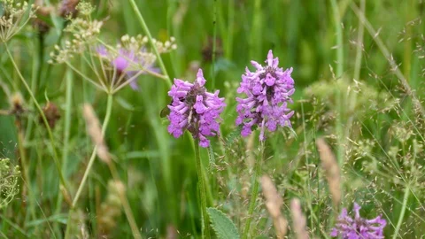 Bee on a purple flower Stock Footage 121004968