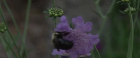 Bee on Purple flower Stock Footage 137031506